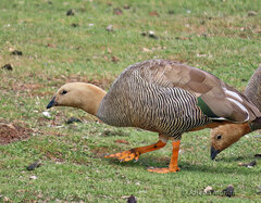 Chloephaga rubidiceps