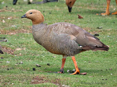 Chloephaga rubidiceps