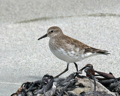 Calidris fuscicollis