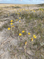 Senecio crassiflorus