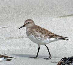 Calidris fuscicollis