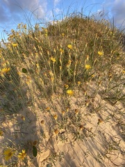 Senecio crassiflorus