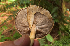 Agaricus endoxanthus