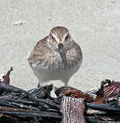 Calidris fuscicollis