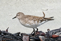 Calidris fuscicollis