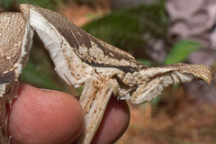 Agaricus endoxanthus
