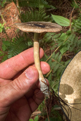 Agaricus endoxanthus