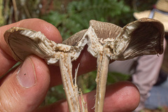 Agaricus endoxanthus