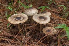 Agaricus endoxanthus