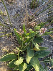 Asclepias × aequicornu