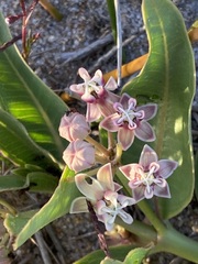Asclepias × aequicornu