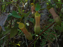 Nepenthes tobaica