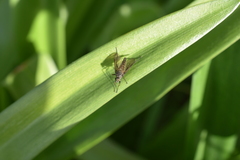 Rhagio