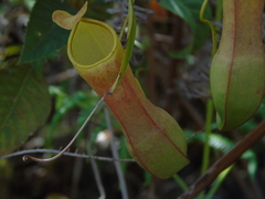 Nepenthes tobaica