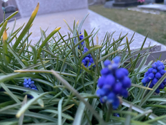 Muscari