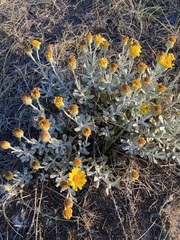 Senecio crassiflorus