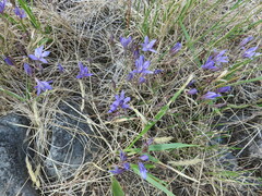 Brodiaea coronaria