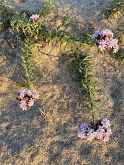 Stevia satureiifolia