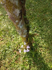 Ionopsis utricularioides