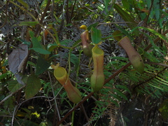 Nepenthes tobaica