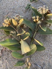 Asclepias × aequicornu