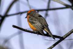 Pyrocephalus rubinus