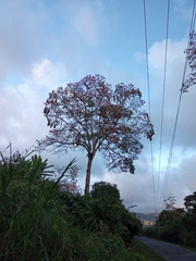 Psarocolius montezuma