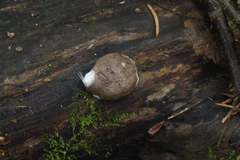 Reticularia lycoperdon