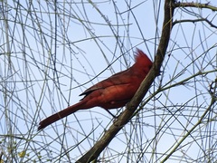 Cardinalis cardinalis
