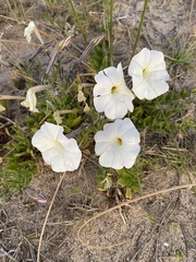 Petunia axillaris