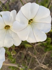 Petunia axillaris