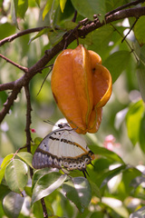 Polyura nepenthes