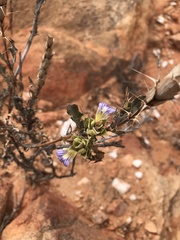 Acanthopsis dregeana