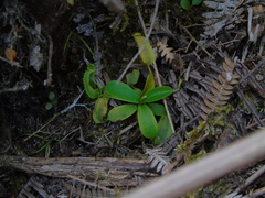 Nepenthes tobaica