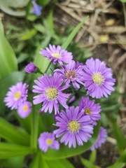 Aster amellus