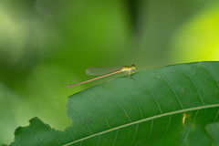 Ceriagrion auranticum