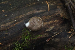Reticularia lycoperdon