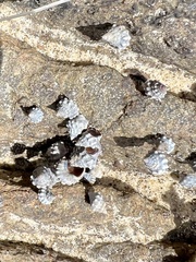 Nodilittorina pyramidalis