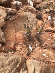 Acanthopsis dregeana