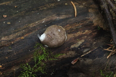 Reticularia lycoperdon