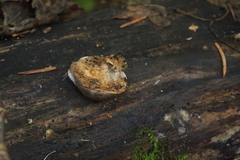 Reticularia lycoperdon