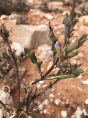 Acanthopsis dregeana