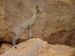 Oreotragus oreotragus