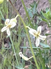 Caulanthus heterophyllus