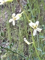 Caulanthus heterophyllus