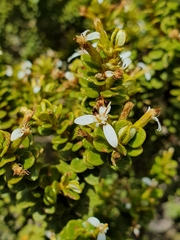 Olearia nummulariifolia