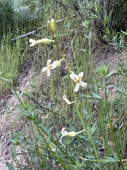 Caulanthus heterophyllus