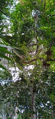 Malacoptila panamensis image