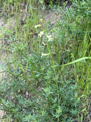 Caulanthus heterophyllus