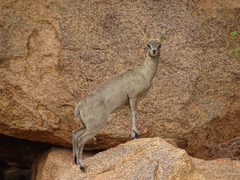 Oreotragus oreotragus